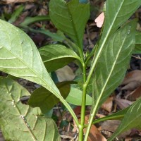 Crossandra infundibuliformis subsp. arida L.H.Cramer